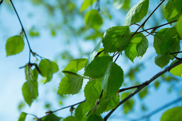 green spring leaves on a branch