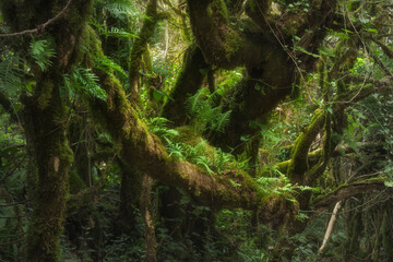branches and trunks of trees in the rainforest covered with moss and ferns