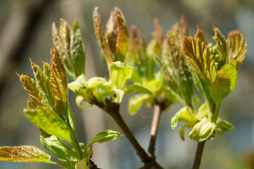 green spring leaves on a branch