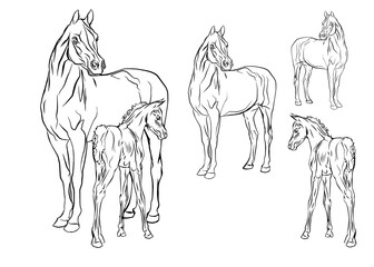 set of  isolated monochrome hand-drawn images of a Mare with a foal of an Arab horse breed on a white background.  © Viktoria Suslova