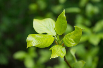 green spring leaves on a branch