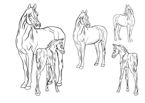 set of vector isolated monochrome hand-drawn images of a Mare with a foal of an Arab horse breed on a white background. 
