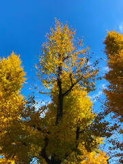 Fototapeta premium 秋の青空といちょうの木