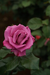 Light Purple Flower of Rose 'Moon Shadow' in Full Bloom
