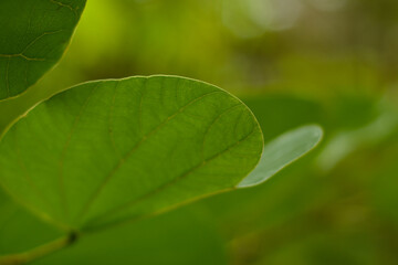 Green leaves
That is in the garden, beautiful, natural