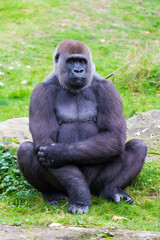 Lowland gorilla, Gorilla 