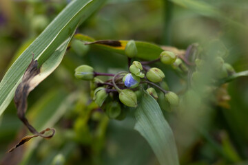 Garden flower with vibrant colours against a green natural background