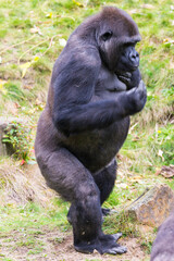 Lowland gorilla, Gorilla 