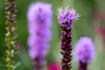 Fototapeta premium Group of garden flower Liatris Spicata or bottle brush with closeup of one stem with hairy spikes and others blurred out of focus background