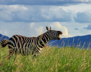 Fototapeta na wymiar Beautiful zebras observed during a beautiful game drive in Kidepo Valley National Park, Uganda, Africa