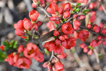 Pretty Red Bloossom Photography