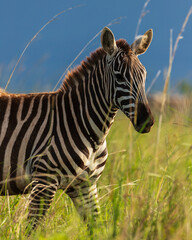 Naklejka premium Beautiful zebras observed during a beautiful game drive in Kidepo Valley National Park, Uganda, Africa