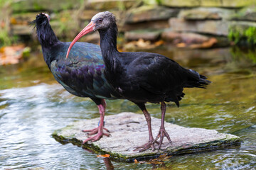 Waldrapp ibis, baldhead ibis.