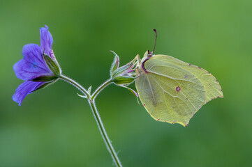 Gonepteryx rhamni is a diurnal butterfly from the Pieridae family on a blue flower.
