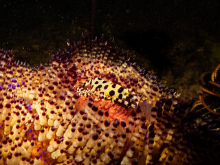 Coleman's Shrimp, male and female, Periclimenes colemani onn a toxic Fire Urchin, Astropyga radiata