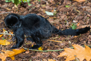 Springtamarin.(Callimico goeldii)
