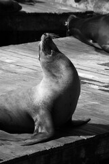 Fototapeta premium Sea Lion on a wooden dock