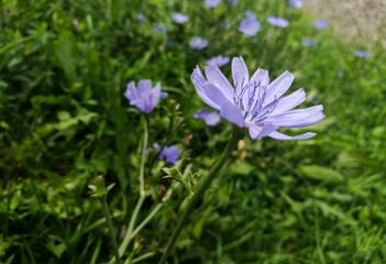 Violet Blossom Nature Photography