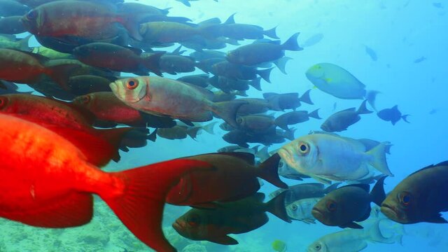 School of bigeye snappers in Maldives
