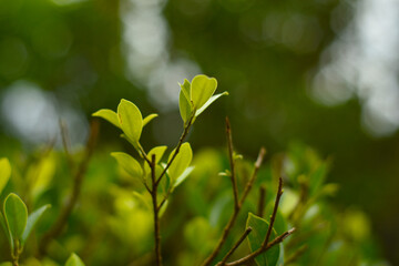 Green leaves
That is in the garden, beautiful, natural
