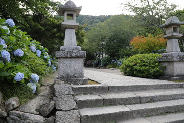 矢田寺のアジサイ