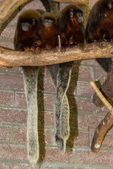 Red titi. (Callicebus cup giant)