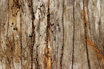 tree bark texture