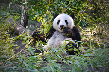 Cute Eating Panda Bear, Black and White Animal