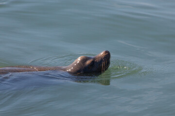 Fototapeta premium Sea Lion swimming in the ocean
