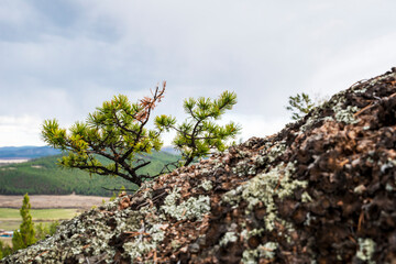 small pine on a rock against the sky
