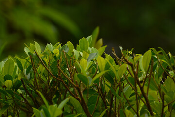 Green leaves
That is in the garden, beautiful, natural