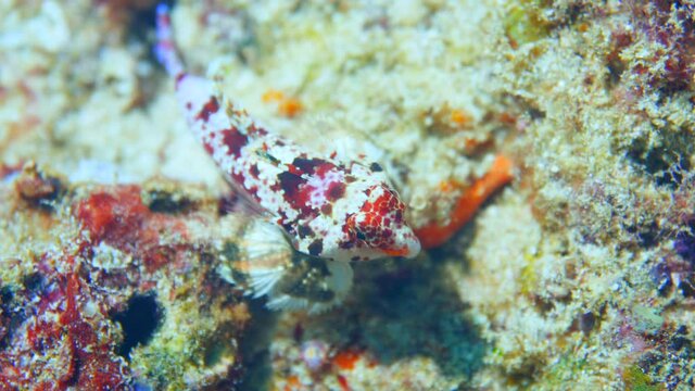 A tiny devil scorpion fish