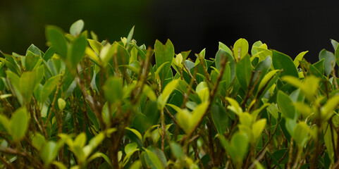 Green leaves
That is in the garden, beautiful, natural