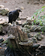 Black Vulture Bird Stock Photo.  Black Vulture perched on a stump in its environment and habitat displaying black feather plumage, body, head, eye, wings, feet with a background of moss rocks. Image. 