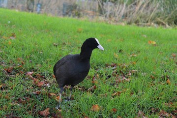 black bird on grass