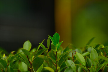 Green leaves
That is in the garden, beautiful, natural