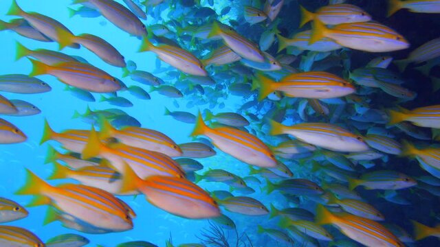 Yellow striped snappers in a cave in Maldives 