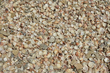 seashells and seastar on the sand of a beach