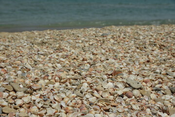 seashells and seastar on the sand of a beach