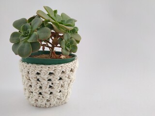 
small plant in a crocheted pot