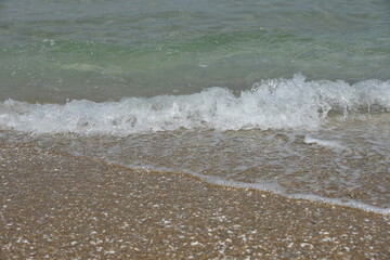 Seashell on a sandy seashore, Seashore in sea shells.