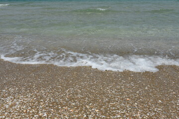Seashell on a sandy seashore, Seashore in sea shells.