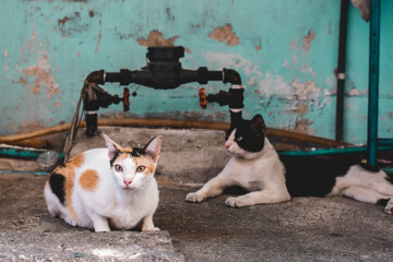 Portrait of two Thai cats in Bangkok Thailand