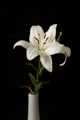 Fototapeta na wymiar White Lily on a black background