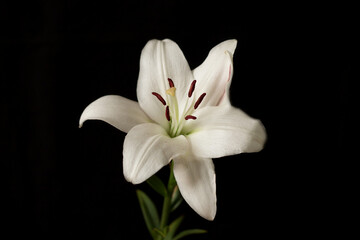 Obraz premium White Lily on a black background