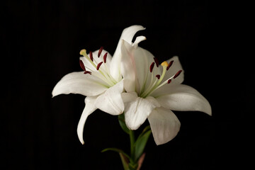 White Lily on a black background