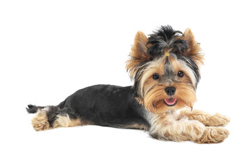 Yorkshire terrier lies isolated on white background