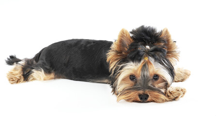 Yorkshire terrier lies isolated on white background