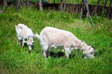 Two white goats on a leash with collars graze next to a rural fence on green grass on a sunny day. concept of farming and livestock farming close-up