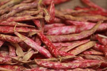 Haricots roses coco à écosser